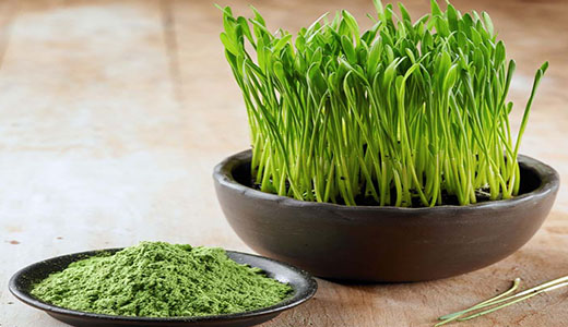 Wheat Grass Powder